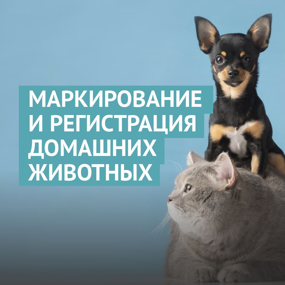 Важное объявление для владельцев питомцев!.